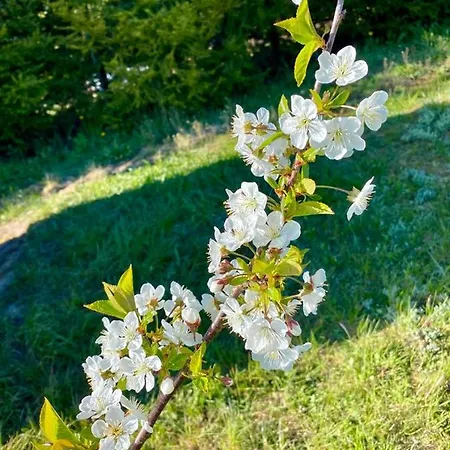 Pod Brzozami Hébergement de vacances *