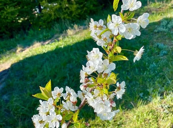 Pod Brzozami בית נופש *